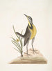 Ornithogalum liteum c La petite étoile jaune Alauda Magna La grande alouette - Mark Catesby — vista de la obra