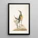 Ornithogalum liteum c La petite étoile jaune Alauda Magna La grande alouette - Mark Catesby — cuadro enmarcado en la pared