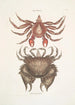 Pagurus Maculatus El cangrejo paguro manchado Cancer chelis crassissimis El cangrejo de caparazón rugoso - Mark Catesby — vista de la obra