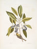 Parus Americanus lutescens The Pine Warbler Ligustrum Lauri folio The Purple Berries Laurel - Mark Catesby — artwork view