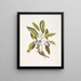 Parus Americanus lutescens The Pine Warbler Ligustrum Lauri folio The Purple Berries Laurel - Mark Catesby — framed artwork on a wall
