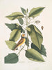 Parus coucou noir La mésange à capuchon Tupelo Arbor L'eau Tupelo - Mark Catesby — vista de la obra