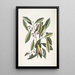Parus luteus La Mésange Jaune Laurus Carolinensis El Laurel Rojo - Mark Catesby — cuadro enmarcado en la pared