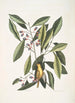 Parus luteus La Mésange Jaune Laurus Carolinensis El Laurel Rojo - Mark Catesby — vista de la obra