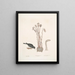 Passer le chapitre Nivaluis The Snowbird Orobanche Virginiana c Broomrape Fungus dans Toadstool - Mark Catesby — framed artwork on a wall