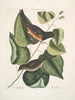 Moineau negro con ojos rojos L'oiseau Towhe Moineau brun L'oiseau Cowpen - Mark Catesby — vista de la obra