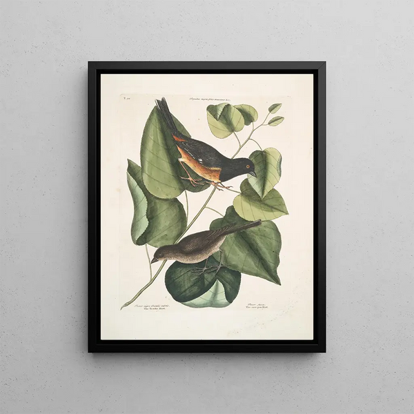 Mark Catesby - Passer niger Occulis rubris The Towhe Bird Passer fusca The cowpen Bird.webp