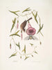 Passerculus El pequeño gorrión Convulvulus Caroliniensis La campanilla púrpura de Carolina - Mark Catesby — vista de la obra