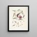 Passerculus El pequeño gorrión Convulvulus Caroliniensis La campanilla púrpura de Carolina - Mark Catesby — cuadro enmarcado en la pared