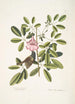 Passerculus bicolor Bahamiensis The Bahamas Sparrow Bignonia Arbor Pentaphylla Prunier Chat - Mark Catesby — artwork view