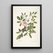 Passerculus bicolor Bahamiensis The Bahamas Sparrow Bignonia Arbor Pentaphylla Prunier Chat - Mark Catesby — framed artwork on a wall