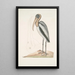 Pelicanus Sylvaticus The Wood Pelican - Mark Catesby — framed artwork on a wall