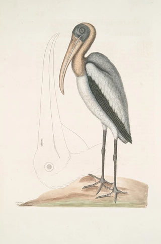 Mark Catesby - Pelicanus Sylvaticus The Wood Pelican.webp