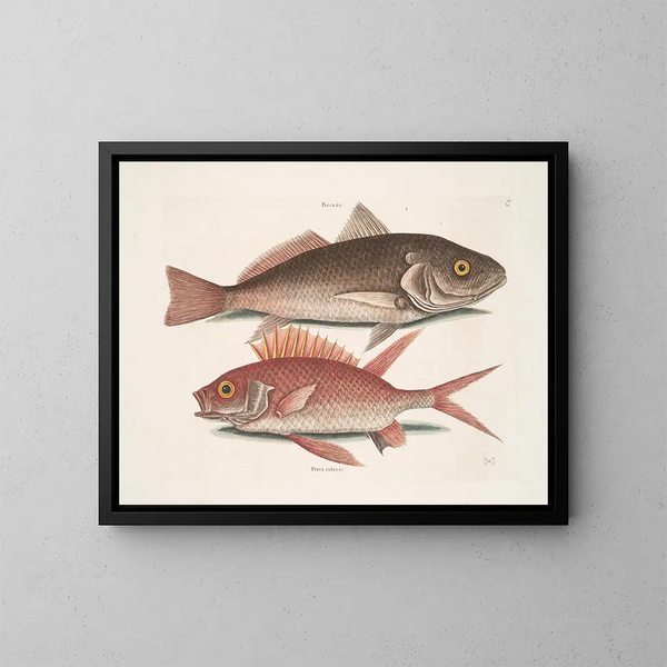 Perca y el cocodrilo Perca rubra y la ardilla - Mark Catesby — cuadro enmarcado en la pared