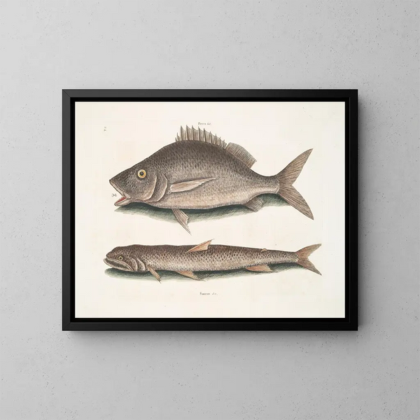 Perca, el pez de Margate, Saurus, el halcón marino - Mark Catesby — cuadro enmarcado en la pared