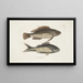 Perca c The Black Fish Perca cauda nigra The Black Tail - Mark Catesby — framed artwork on a wall