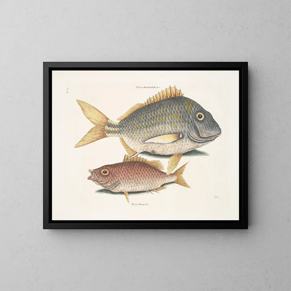 El pez cerdo Perca rhomboidalis y el jefe de escuela Perca pinnis - Mark Catesby — cuadro enmarcado en la pared