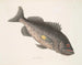 Pez-perca venenoso c Le RockFish - Mark Catesby — vista de la obra