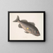 Pez-perca venenoso c Le RockFish - Mark Catesby — cuadro enmarcado en la pared