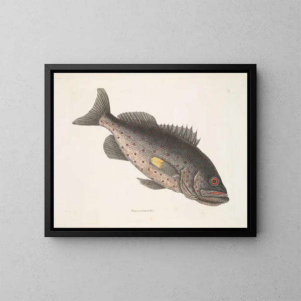 Pez-perca venenoso c Le RockFish - Mark Catesby — cuadro enmarcado en la pared