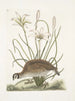 Perdrix salvaje de Virginia La perdiz de América Lilio narcissus Virginiensis El lirio Attamusco - Mark Catesby — vista de la obra
