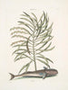 Phylantus c. Remora The sucker fish - Mark Catesby — artwork view