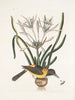 Pica luteonigra varia El Pye amarillo y negro Lilio-Narcissus Polianthus Vespa Ichneumon coerulea - Mark Catesby — vista de la obra