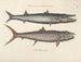 imágenes de peces, serpientes, insectos y otros animales así como de algunas plantas - Mark Catesby — vista de la obra