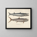 imágenes de peces, serpientes, insectos y otros animales así como de algunas plantas - Mark Catesby — cuadro enmarcado en la pared