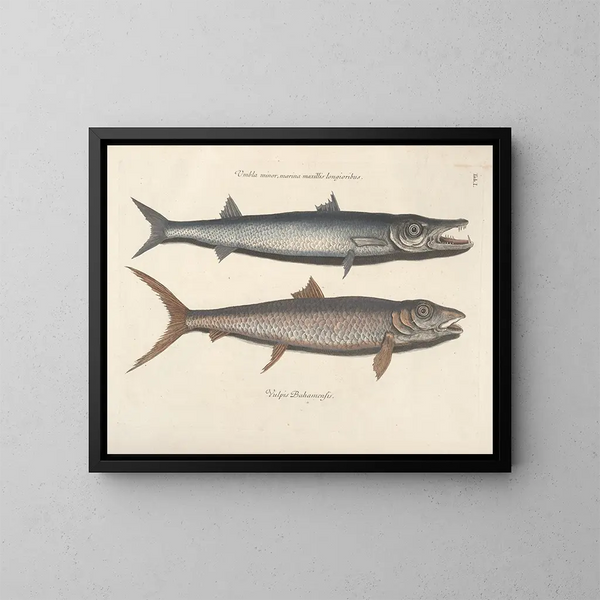imágenes de peces, serpientes, insectos y otros animales así como de algunas plantas - Mark Catesby — cuadro enmarcado en la pared
