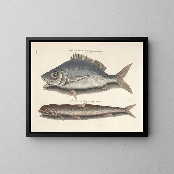 imágenes de peces, serpientes, insectos y otros animales así como de algunas plantas - Mark Catesby — cuadro enmarcado en la pared