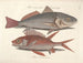 imágenes de peces, serpientes, insectos y otros animales así como de algunas plantas - Mark Catesby — vista de la obra