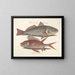 imágenes de peces, serpientes, insectos y otros animales así como de algunas plantas - Mark Catesby — cuadro enmarcado en la pared