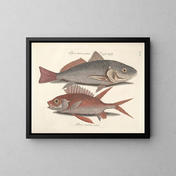 imágenes de peces, serpientes, insectos y otros animales así como de algunas plantas - Mark Catesby — cuadro enmarcado en la pared