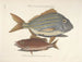 imágenes de peces, serpientes, insectos y otros animales así como de algunas plantas - Mark Catesby — vista de la obra