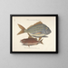 imágenes de peces, serpientes, insectos y otros animales así como de algunas plantas - Mark Catesby — cuadro enmarcado en la pared
