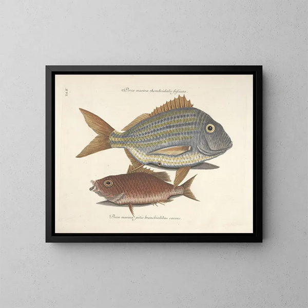 imágenes de peces, serpientes, insectos y otros animales así como de algunas plantas - Mark Catesby — cuadro enmarcado en la pared