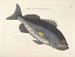 imágenes de peces, serpientes, insectos y otros animales así como de algunas plantas - Mark Catesby — vista de la obra