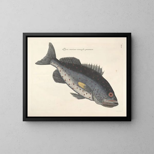 imágenes de peces, serpientes, insectos y otros animales así como de algunas plantas - Mark Catesby — cuadro enmarcado en la pared