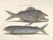 imágenes de peces, serpientes, insectos y otros animales así como de algunas plantas - Mark Catesby — vista de la obra