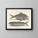 imágenes de peces, serpientes, insectos y otros animales así como de algunas plantas - Mark Catesby — cuadro enmarcado en la pared