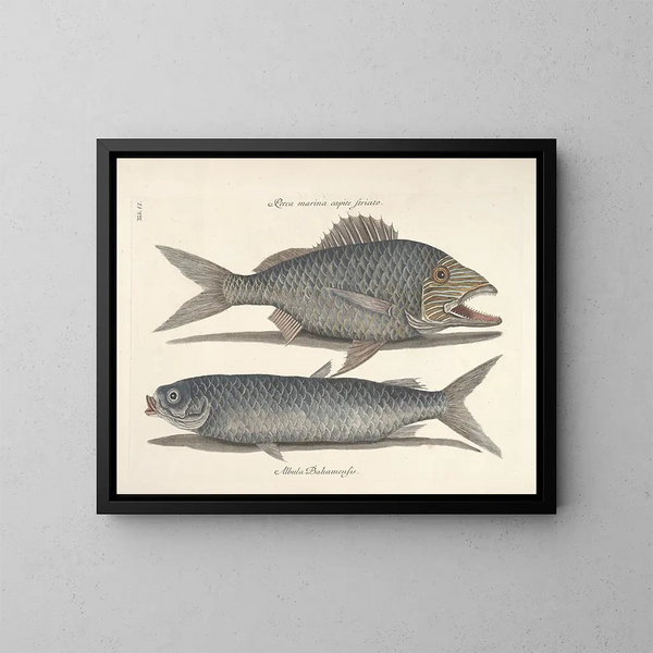 imágenes de peces, serpientes, insectos y otros animales así como de algunas plantas - Mark Catesby — cuadro enmarcado en la pared