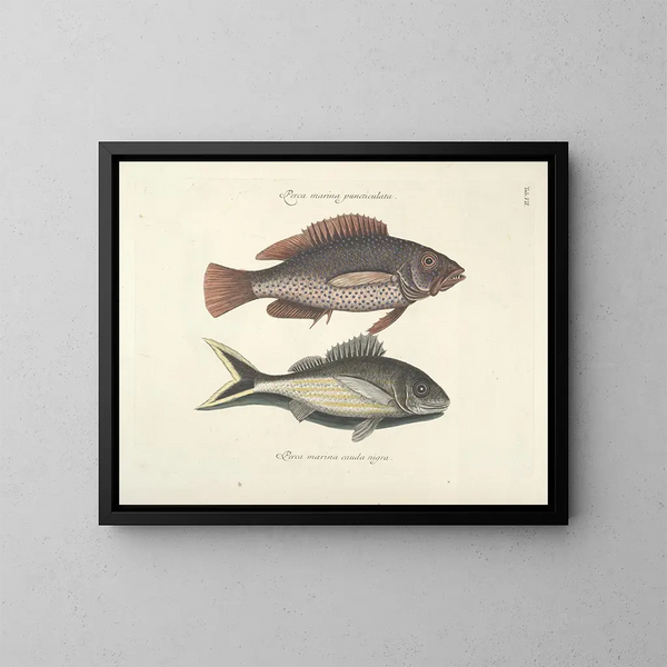 imágenes de peces, serpientes, insectos y otros animales así como de algunas plantas - Mark Catesby — cuadro enmarcado en la pared