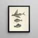 Fish, snakes, insects, and some other animals, as well as some plant photos Pl008 - Mark Catesby — framed artwork on a wall