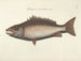 imágenes de peces, serpientes, insectos y otros animales así como de algunas plantas - Mark Catesby — vista de la obra