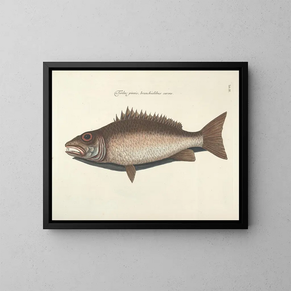 imágenes de peces, serpientes, insectos y otros animales así como de algunas plantas - Mark Catesby — cuadro enmarcado en la pared