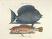 imágenes de peces, serpientes, insectos y otros animales así como de algunas plantas - Mark Catesby — vista de la obra