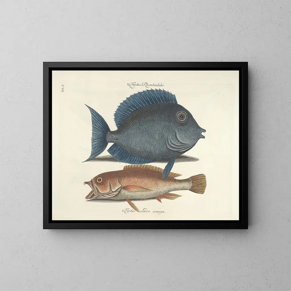 imágenes de peces, serpientes, insectos y otros animales así como de algunas plantas - Mark Catesby — cuadro enmarcado en la pared