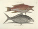 imágenes de peces, serpientes, insectos y otros animales así como de algunas plantas - Mark Catesby — vista de la obra