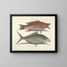 imágenes de peces, serpientes, insectos y otros animales así como de algunas plantas - Mark Catesby — cuadro enmarcado en la pared